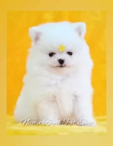 Comprar Filhote de Lulu da pomerânia