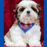 Comprar Filhote de Shihtzu