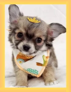 Filhote de Chihuahua para comprar