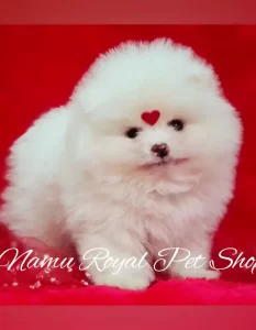 Filhote de Lulu da pomerânia Femea