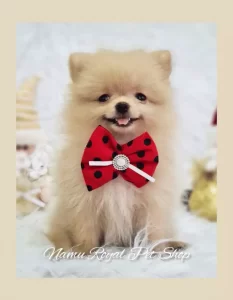 Filhote de Lulu da pomerânia a venda