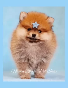 Filhote de Lulu da pomerânia macho
