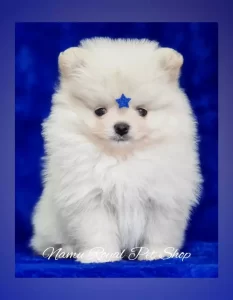 Filhote de Lulu da pomerânia para comprar Curitiba