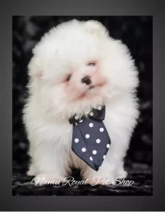 Lulu da pomerânia